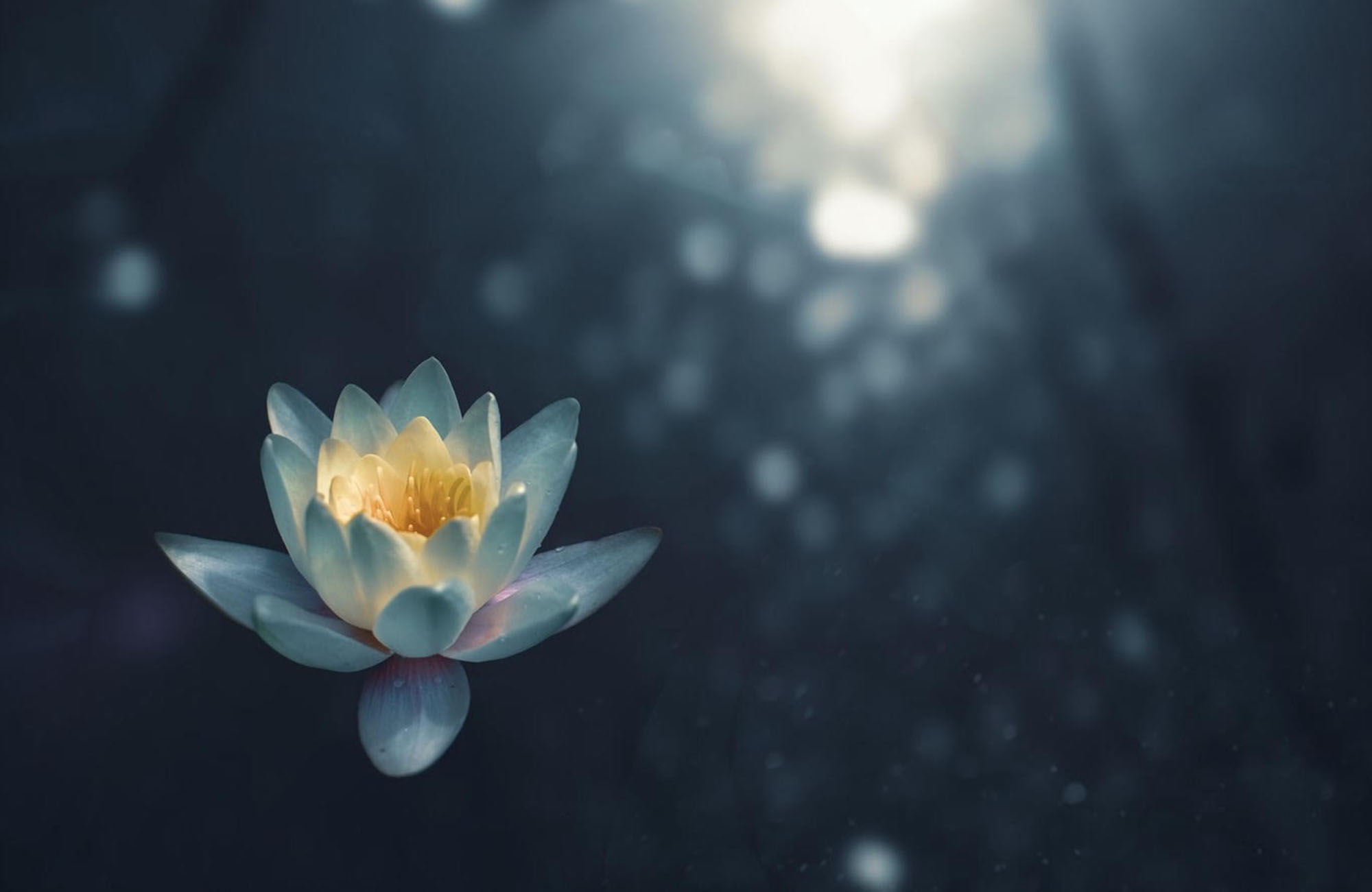 Yin & Reiki 2.0: Extended Spring Session, June 26, 7:00-8:30pm