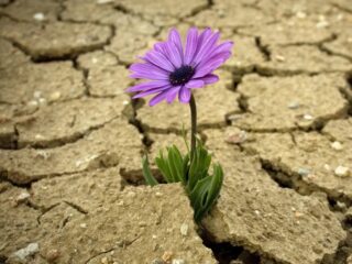 Resilient & Free: A women's strength, support and safe group lead by Sara Wold