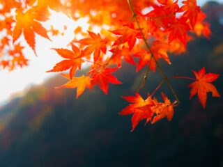 Community Sadhana: Let your Leaves Fall w/ Isha Mishra