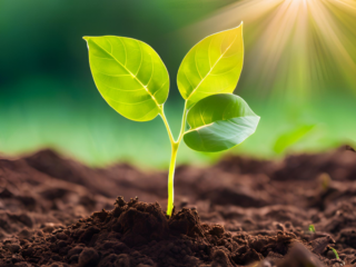 Evening Chill: Root to Rise
