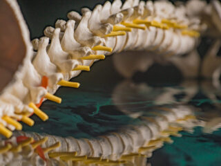 Yoga Therapy for the Low Back w/ Nicole Bratt